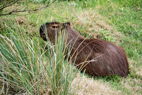 Capibara o carpincho (Hydrochoerus hydrochaeris) en su habitat natural