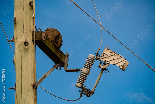 Columna de energía eléctrica con un nido de hornero (Furnarius) construido en ella 