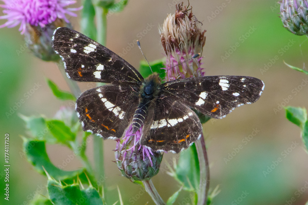 Fototapeta premium Map Butterfly Resting on Thistle Flower – Detailed Macro Wildlife Photography