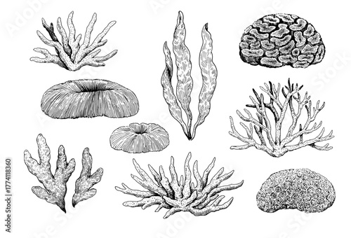 Big set of corals and seaweeds. Hand-drawn black and white illustration in retro engraving style.