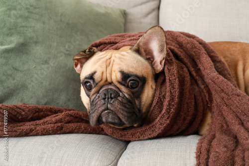 Cute french bulldog puppy w...