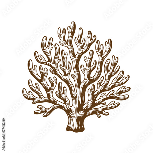 Brown vintage coral reef illustration on a white background suitable for aquatic designs