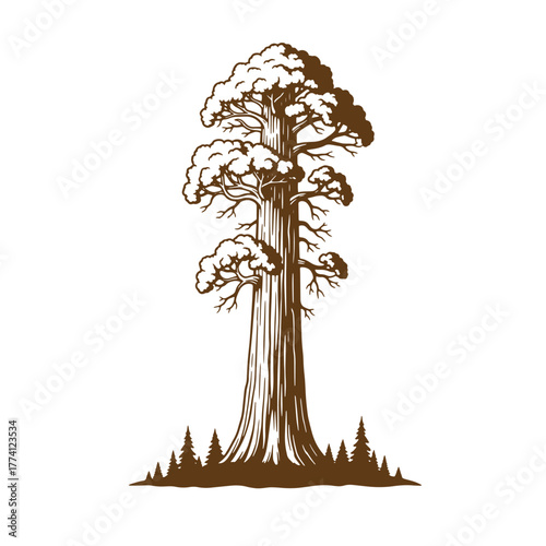 Majestic brown sequoia tree vintage art illustration standing tall on white background