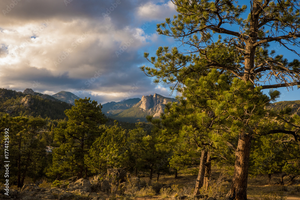 Fototapeta premium trees and clouds