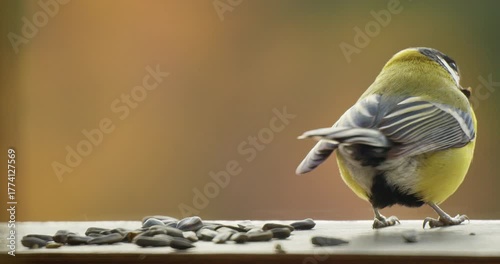 Titmouse Great Tit bird stores sunflower seeds in autumn and Feeding. Close-up. Blurred background