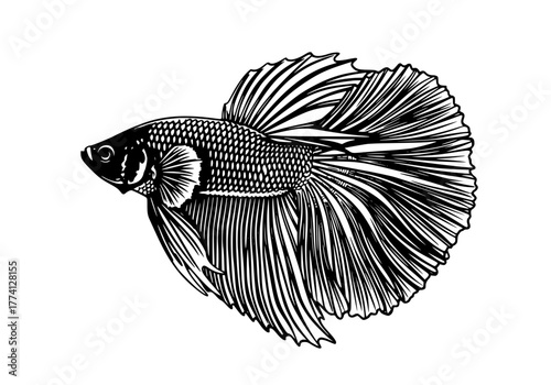 A detailed and elegant illustration of a Siamese fighting fish, showcasing its graceful form and flowing fins in a monochrome aesthetic. vector illustration