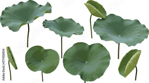 Collection of Green Lotus Pads