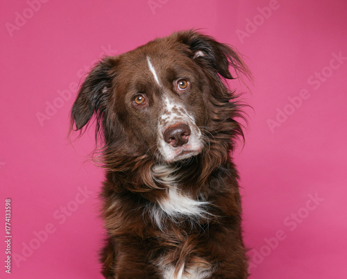 cute dog on an isolated background studio shot
