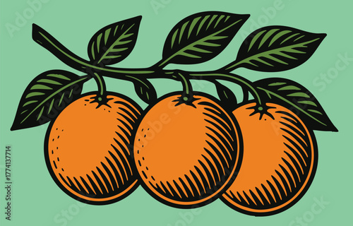 Three Oranges on Curved Branch linocut illustration bold black white retro botanical design for packaging label food ingredient vector art vintage etching style clear background