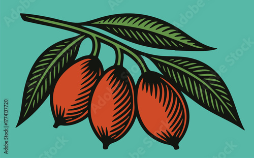 Tropical Palm Fruits on Turquoise linocut illustration bold black white retro botanical design for packaging label food ingredient vector art vintage etching style clear background