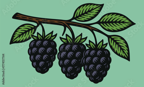 Blackberries on a Curved Branch linocut illustration bold black white retro botanical design for packaging label food ingredient vector art vintage etching style clear background
