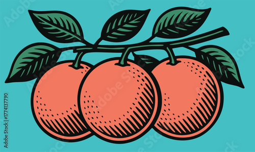 Grapefruits on a Retro Branch linocut illustration bold black white retro botanical design for packaging label food ingredient vector art vintage etching style clear background