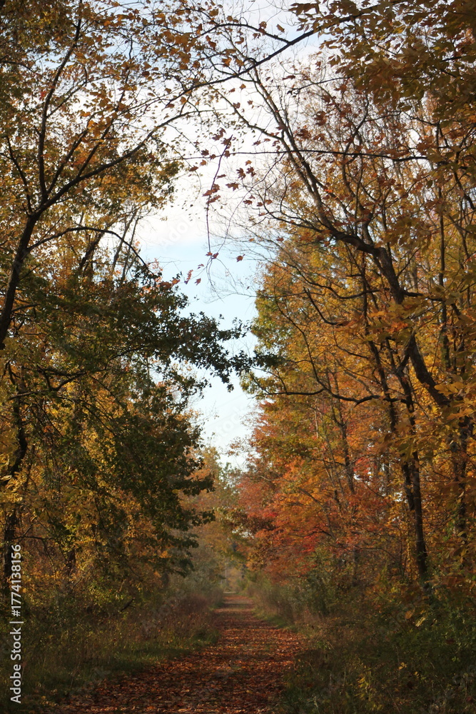 Fototapeta premium An autumn path in the woods