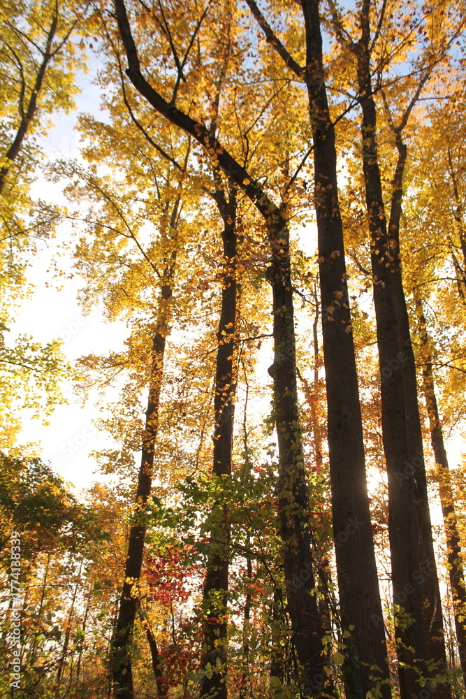 Fototapeta premium Trees in autumn