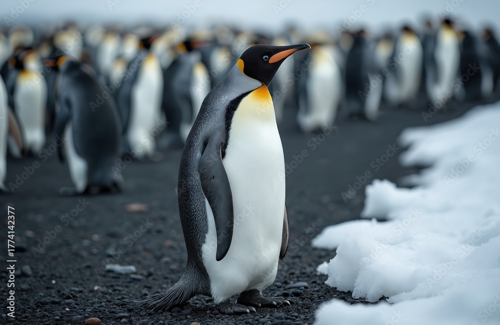 Fototapeta premium A single King penguin stands on dark volcanic ground. A large group of blurry penguins stands in the background. White snow patches are visible. The bird looks right on a cold winter day.