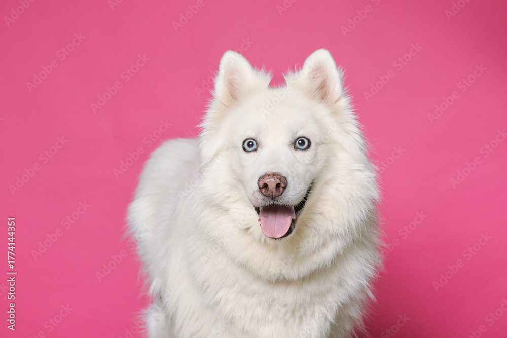 Fototapeta premium cute dog on an isolated background studio shot