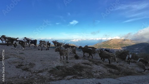 A herd of goats grazing on top of a mountain.