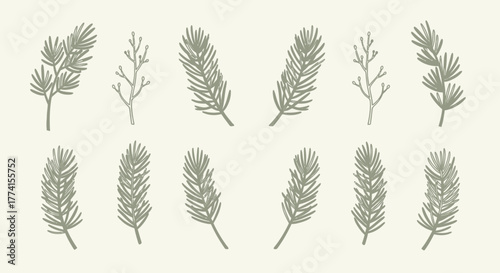 Elegant set of hand-drawn botanical illustrations featuring various pine, fir, and conifer branches in a minimalist style