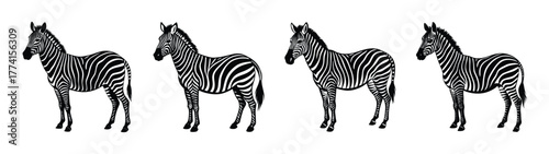 Zebra illustration black and white animal africa wildlife safari zebras mammal nature art drawing