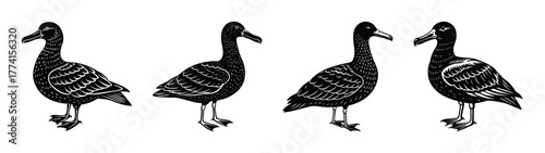 Black and white vector illustration of geese, goose, waterfowl, bird, wildlife, nature drawing art