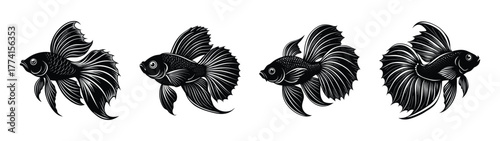 Beautiful black betta fish illustration set aquarium fish pet fish aquatic animal drawing vector art