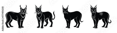 Four caracal cats illustration black and white drawing african wild cat vector art feline predator design animal