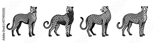 Four black and white leopard illustrations standing side by side animal print vector design