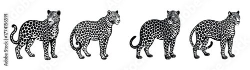 Four leopards black and white illustration african wildlife safari animal print design vector art