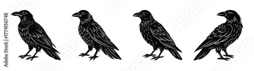 Four black ravens illustration, gothic bird art, halloween raven, dark crow design, vector art