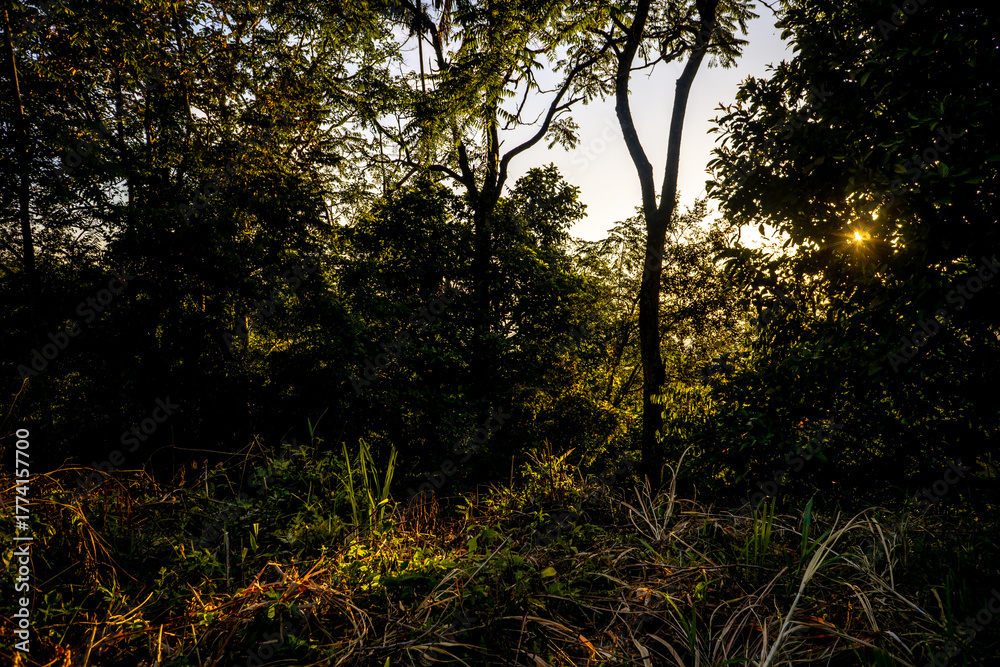 Naklejka premium Sunlight filtering through trees in a lush forest during early morning hours near a quiet meadow