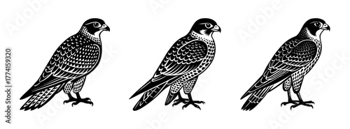 Three falcon bird vector illustration, bird of prey drawing, falcon silhouette, wildlife art print