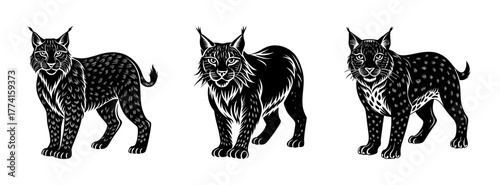Three lynx illustration black and white art print wild cat animal drawing wildlife design feline art