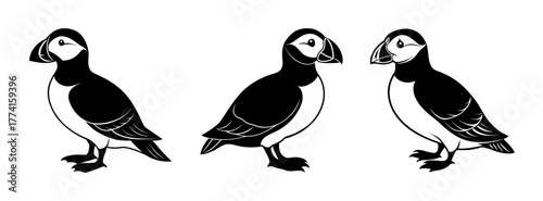 Three atlantic puffins illustration vector image seabird drawing arctic bird wildlife puffin artwork design