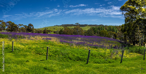 Landscape of Lavender fields Warrina Cove