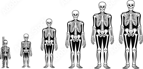 Human skeleton growth stages, anatomical illustration, child to adult bones, biology diagram, skeletal development, medical reference, black white anatomy chart