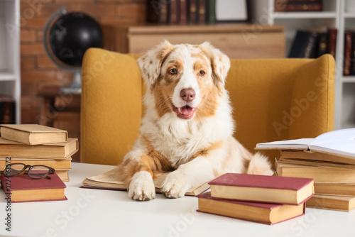 Cute Australian Shepherd do...