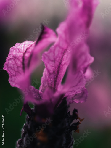 Lavender flower