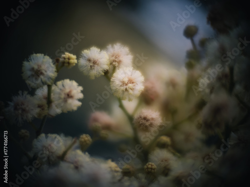 Wattle flower