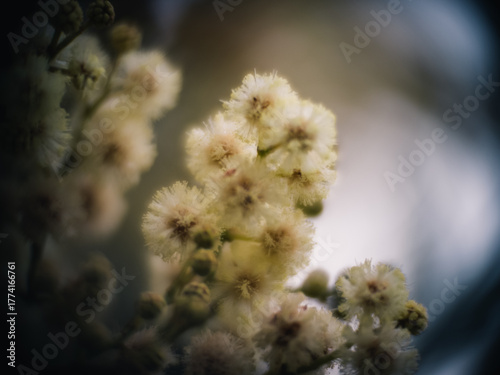 Wattle flower