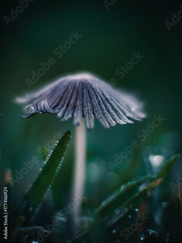 close up of a mushroom