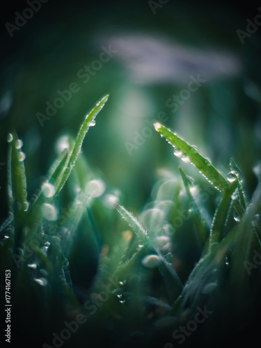 dew on the grass