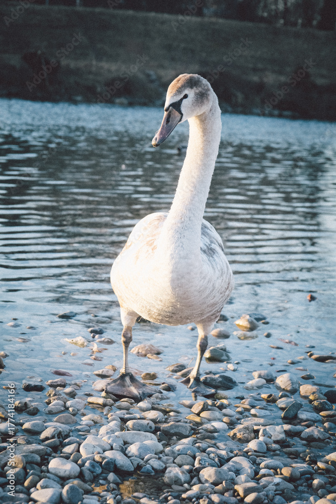 Obraz premium Young mute swan (Cygnus olor) stepping out of the river onto a snowy bank. Vertical photo. Wet feathers, graceful posture, calm winter mood, shallow water behind, peaceful wildlife moment.
