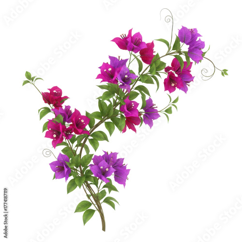 Vibrant bougainvillea flowers with green leaves in shades of pink and purple isolated on transparent background