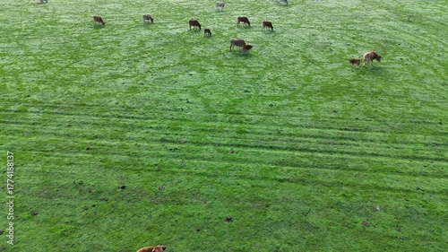 A close up aerial view of farm cattle grazing in a pasture.