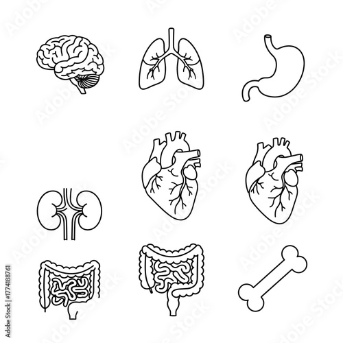 Set of Human Internal Organs Outline Vector Icons, Anatomy and Medical Illustrations