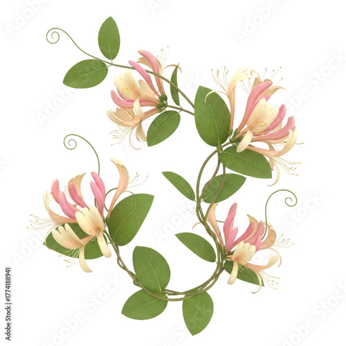 Delicate pink and yellow honeysuckle flowers with green leaves on a swirling vine isolated on transparent background