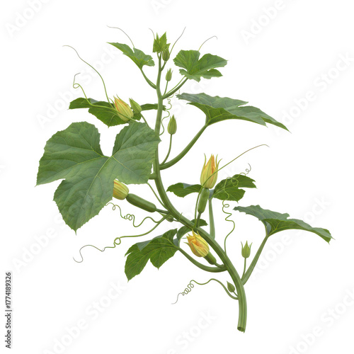 A healthy green plant with large leaves and yellow flowers growing on a vine isolated on transparent background