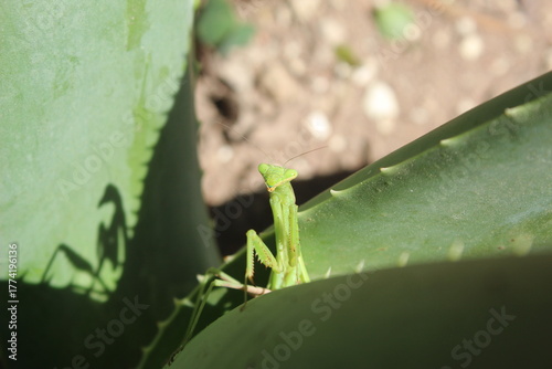 Mantis religiosa mostrando su perfil