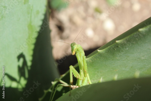 Mantis religiosa asomandose entre las hojas de una savila
