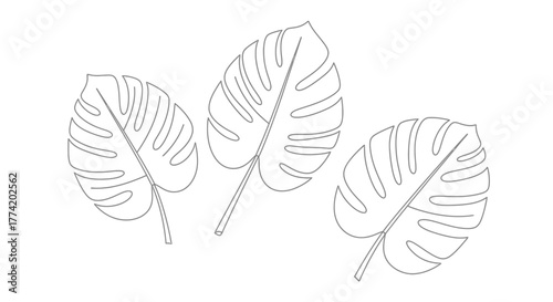 Minimalist monstera leaf outline design showcasing tropical foliage elements for decorative arts
